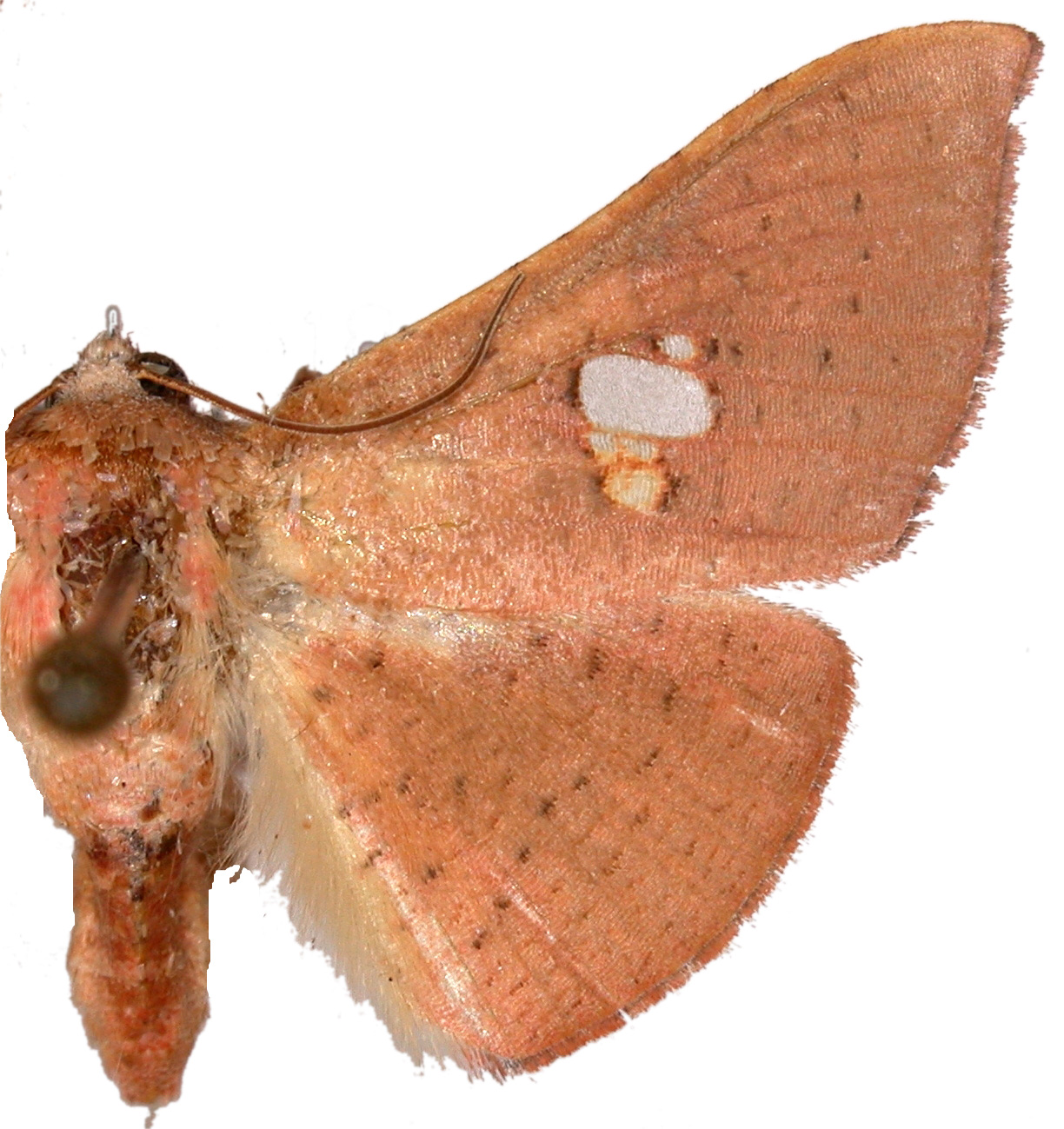 Banisia ovifera ovifera Butler
