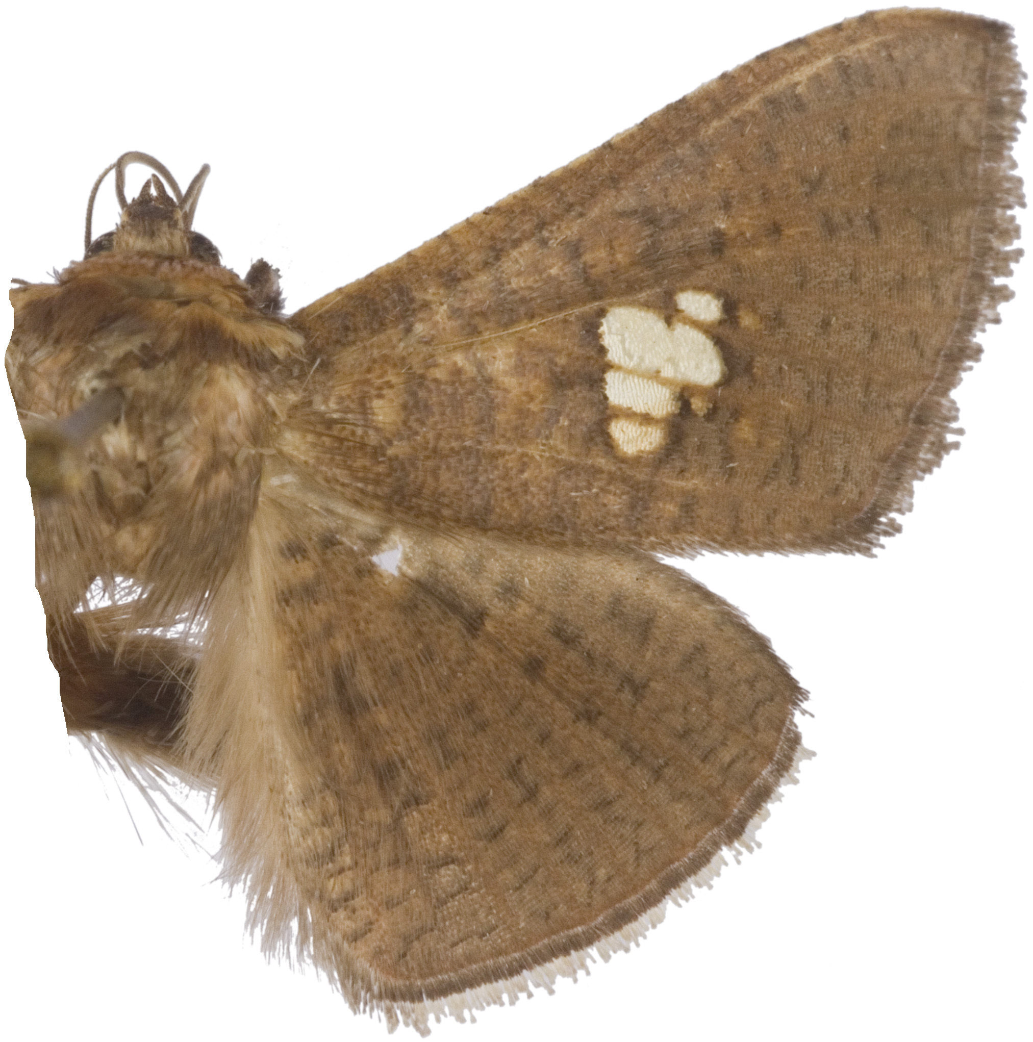 Banisia sp. 1