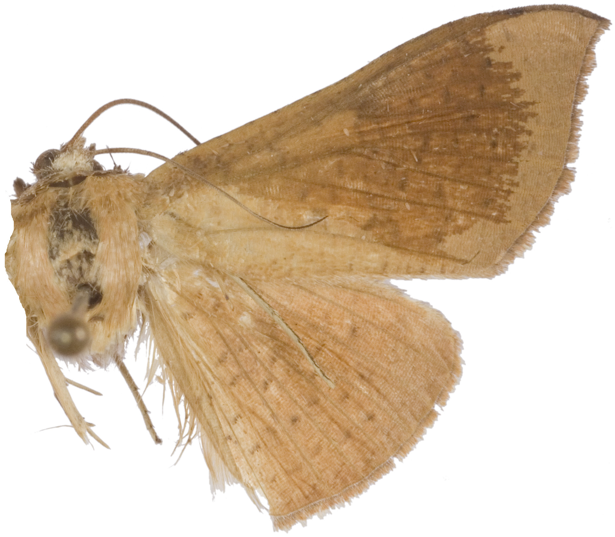Banisia sp. 2