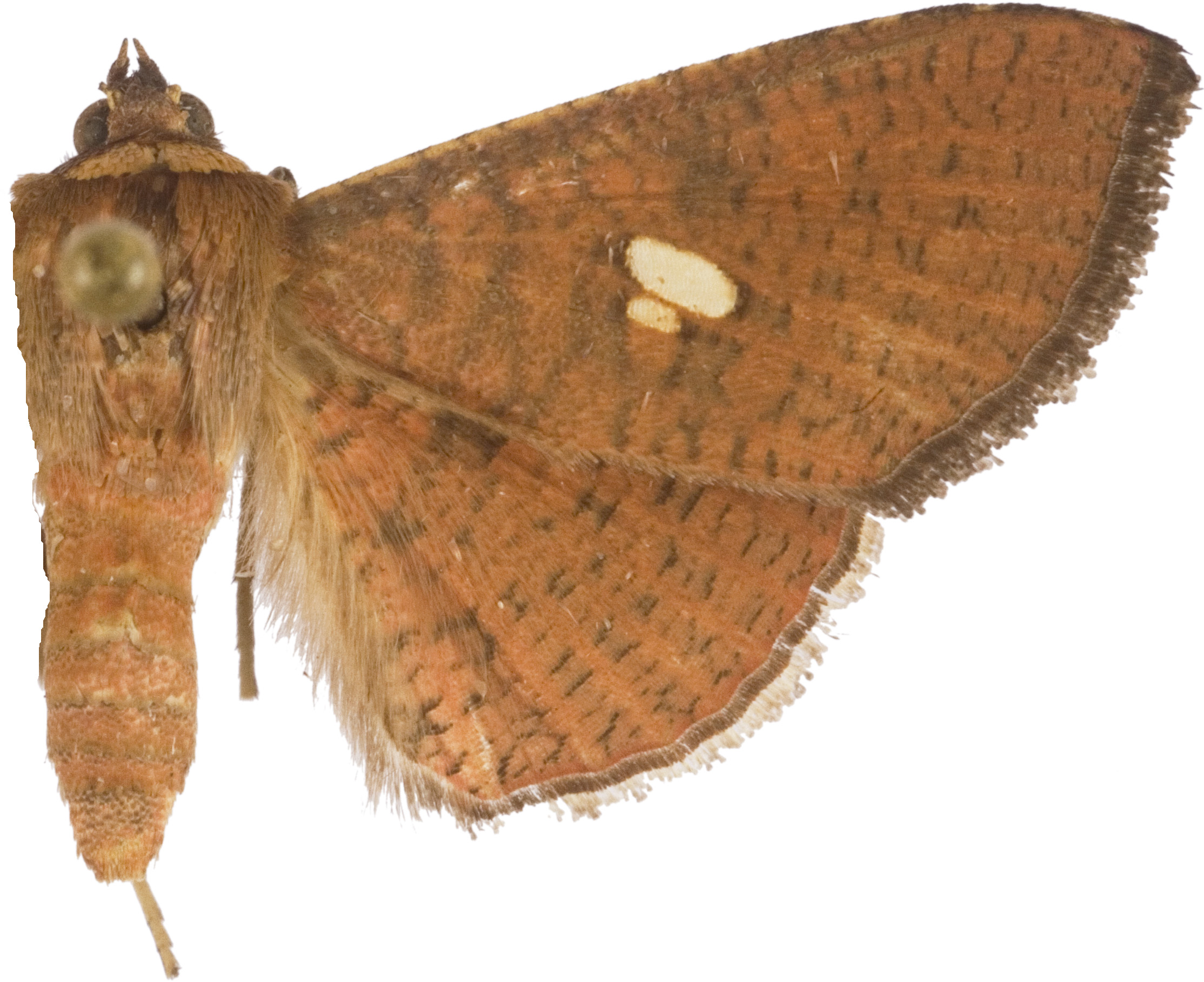 Banisia strigigrapha Hampson
