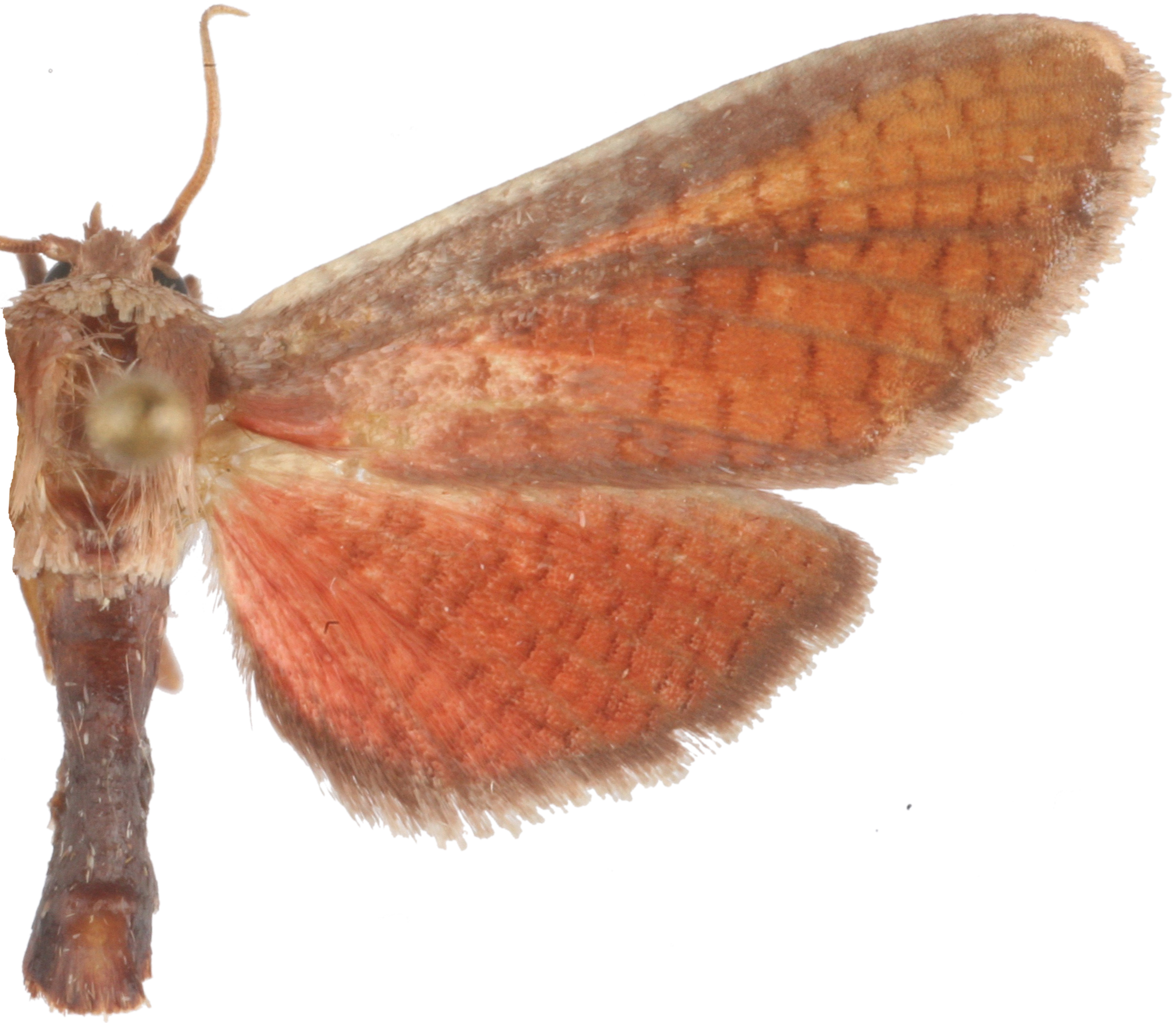 Beguma sp. 1