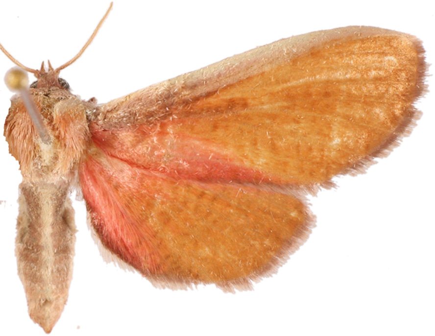 Beguma sp. 2