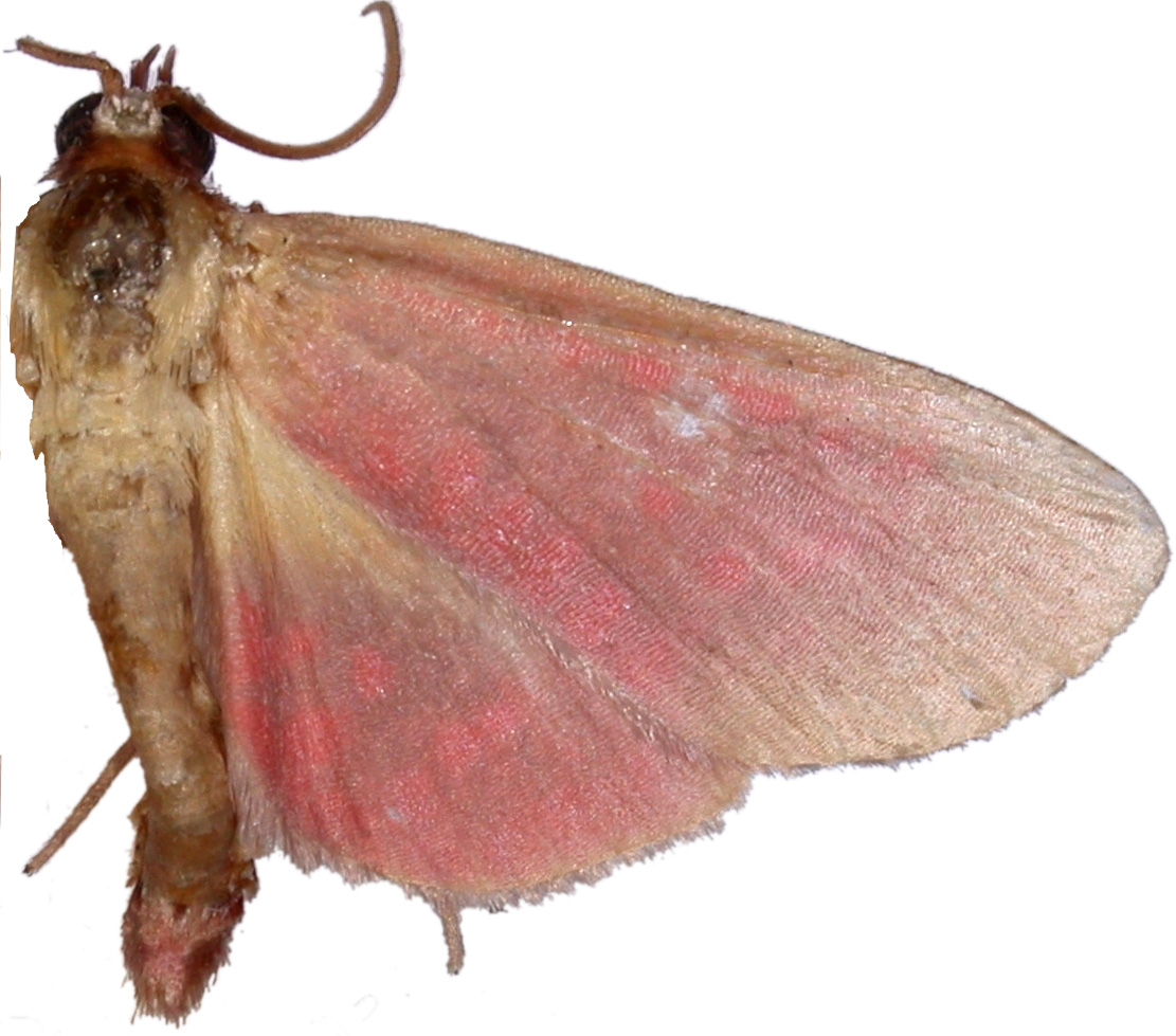 Beguma sp. 3