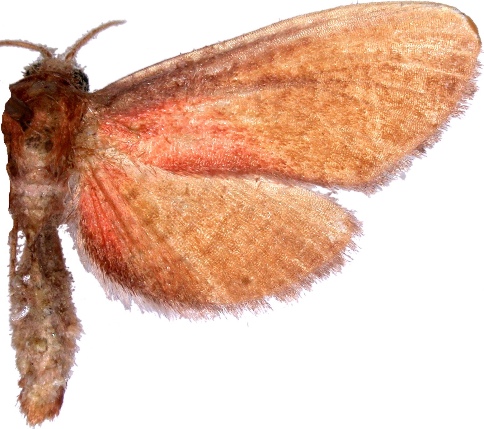 Beguma sp. 4