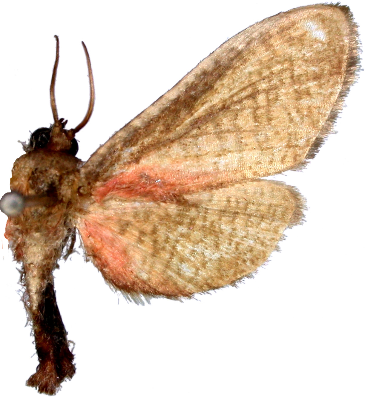 Beguma sp. 5