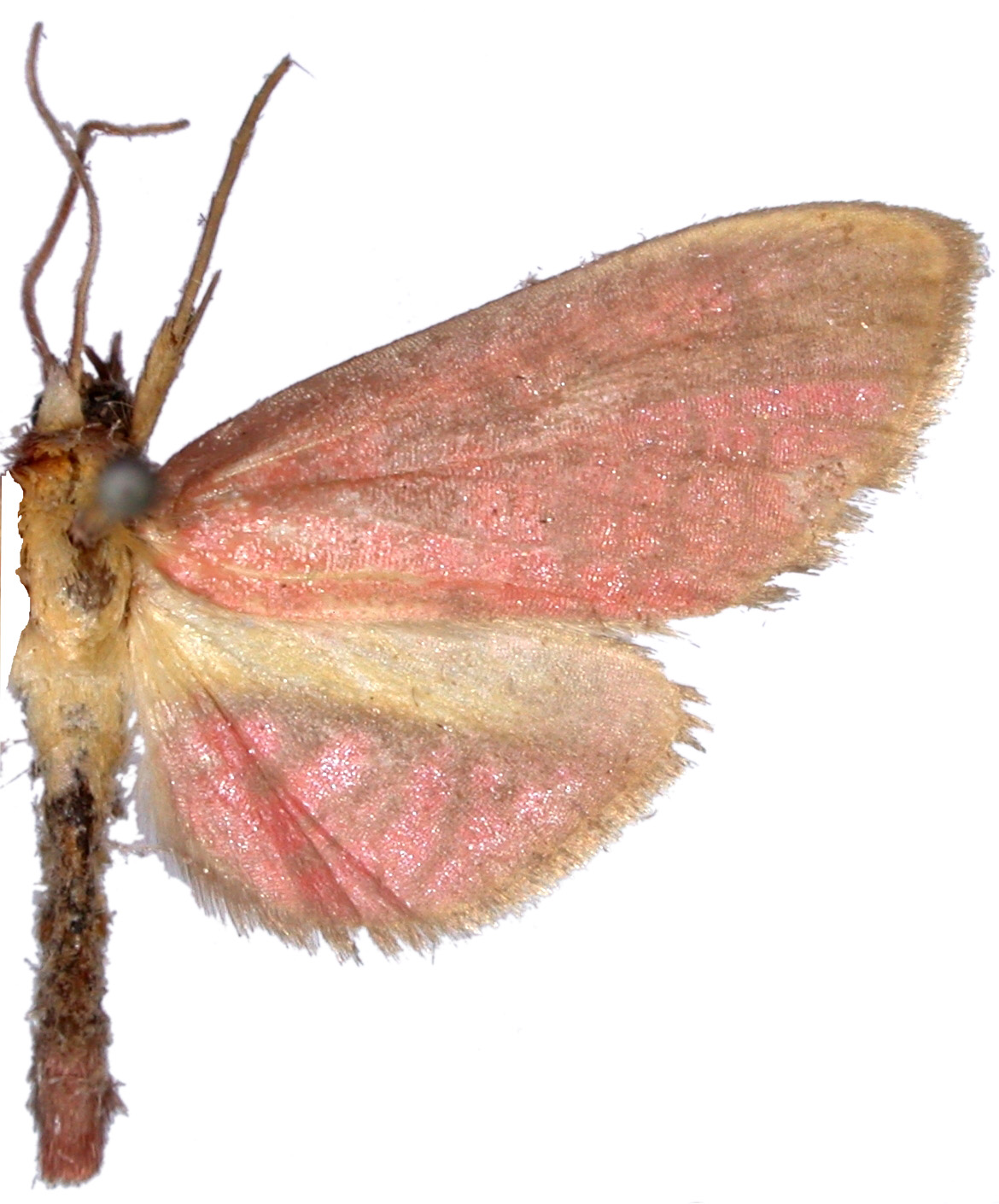 Beguma sp. 6