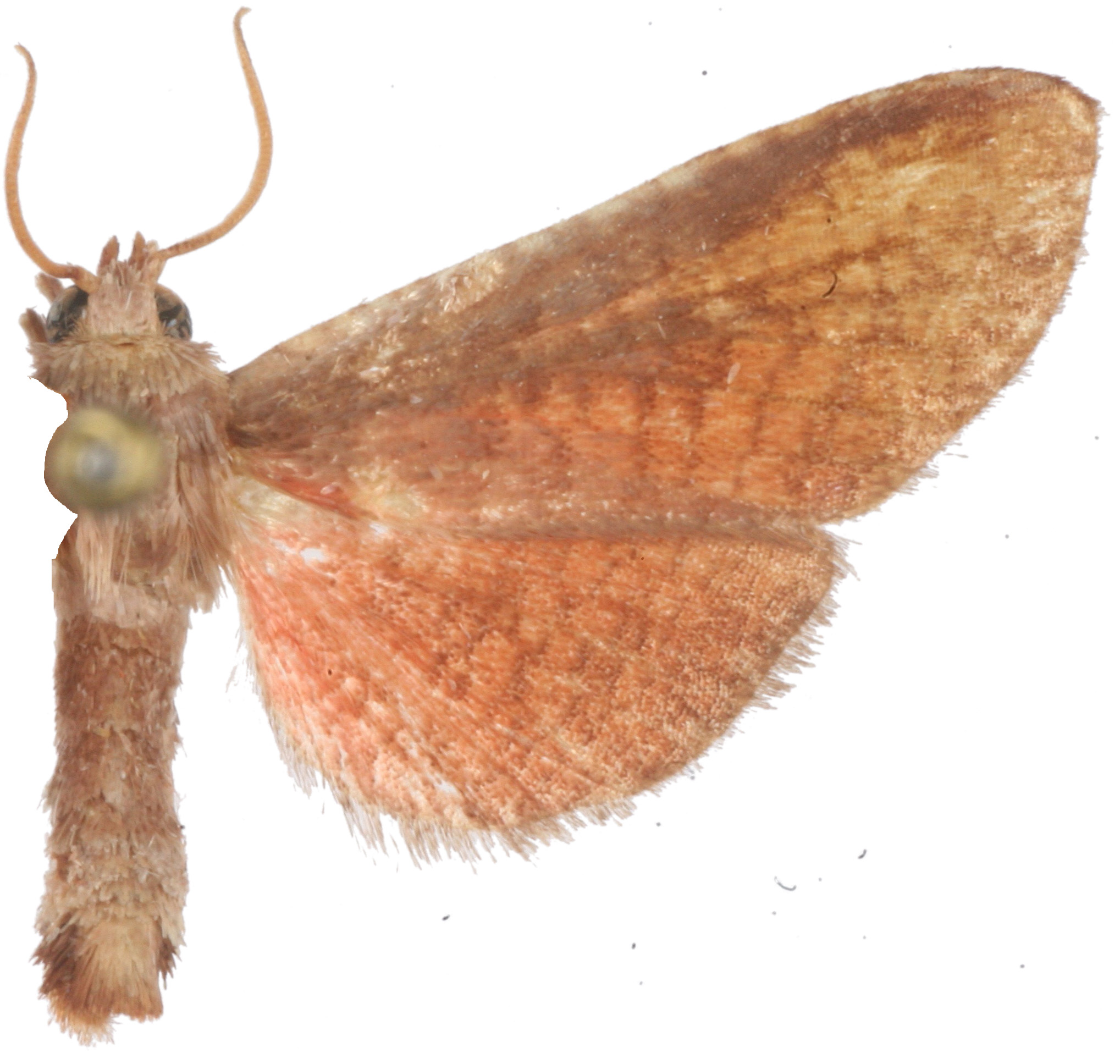 Beguma sp. 7
