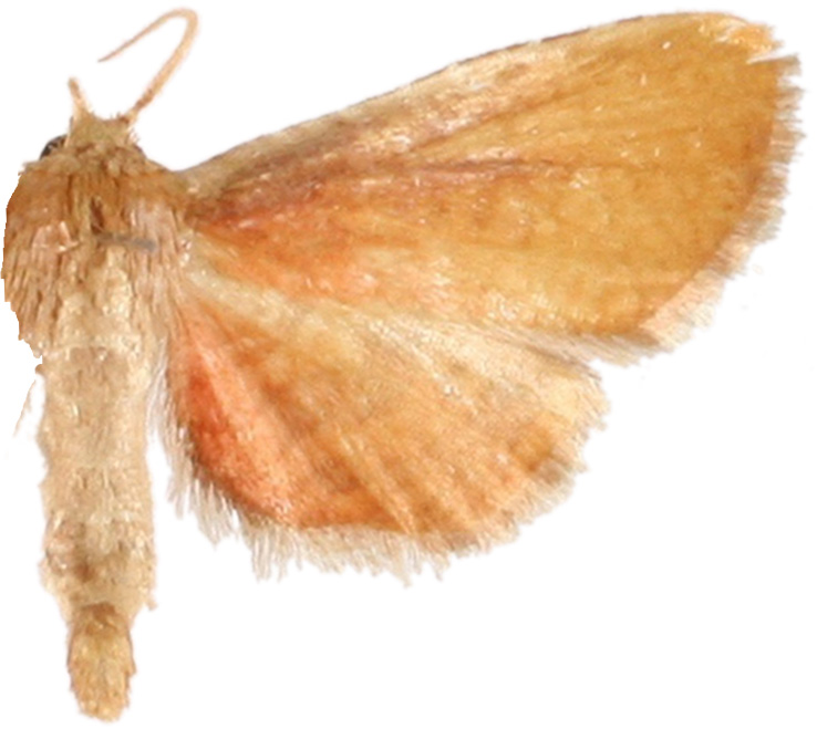 Beguma sp. 8