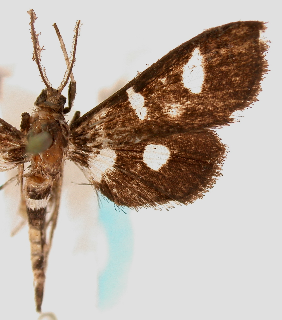 Bocchoris ciliata Swinhoe