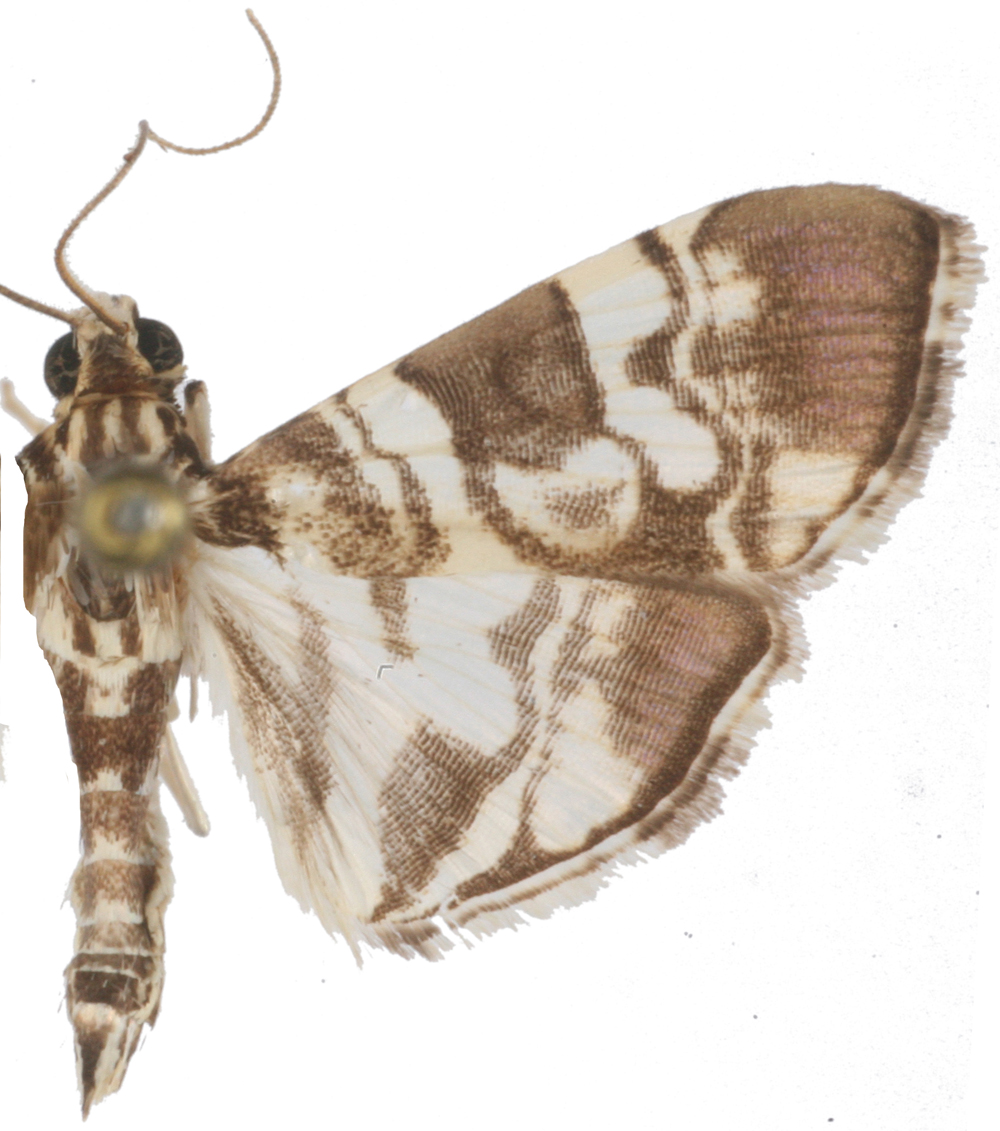 Bocchoris sp. 1