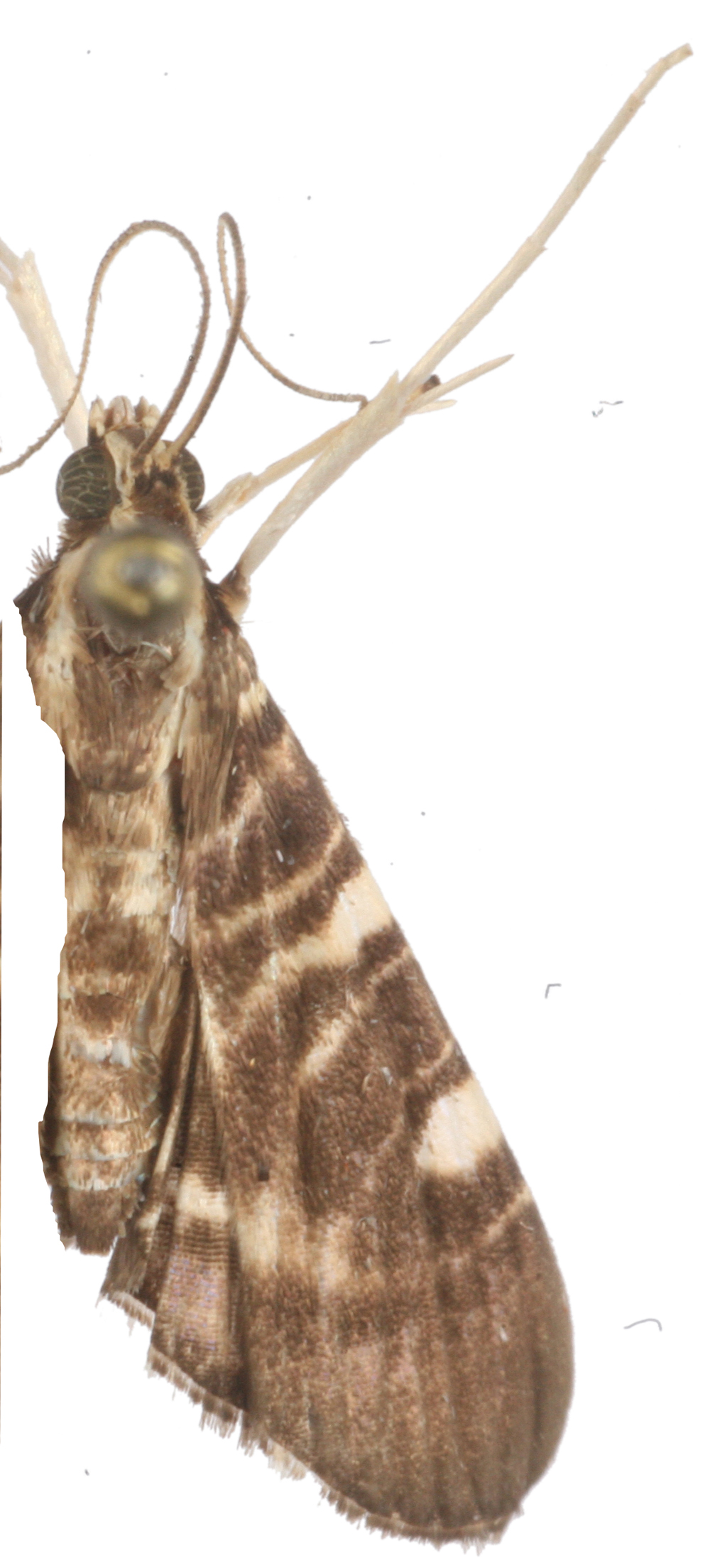 Bocchoris sp. 2