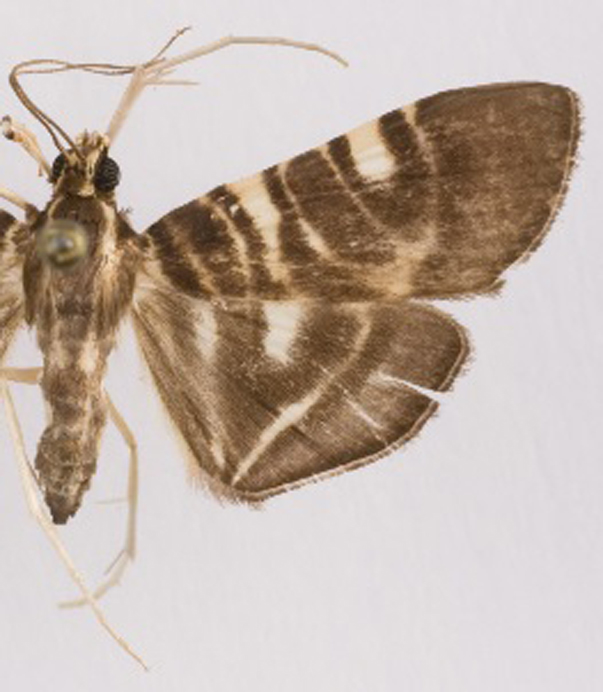 Bocchoris sp. 3