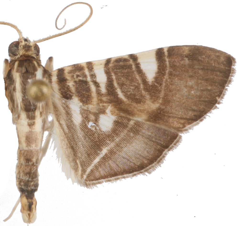 Bocchoris sp. 4