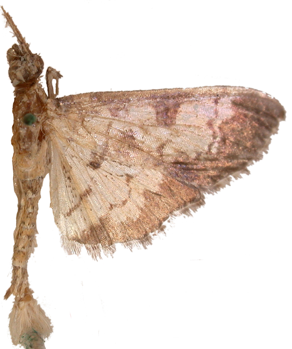 Uresiphita marginalis Warren