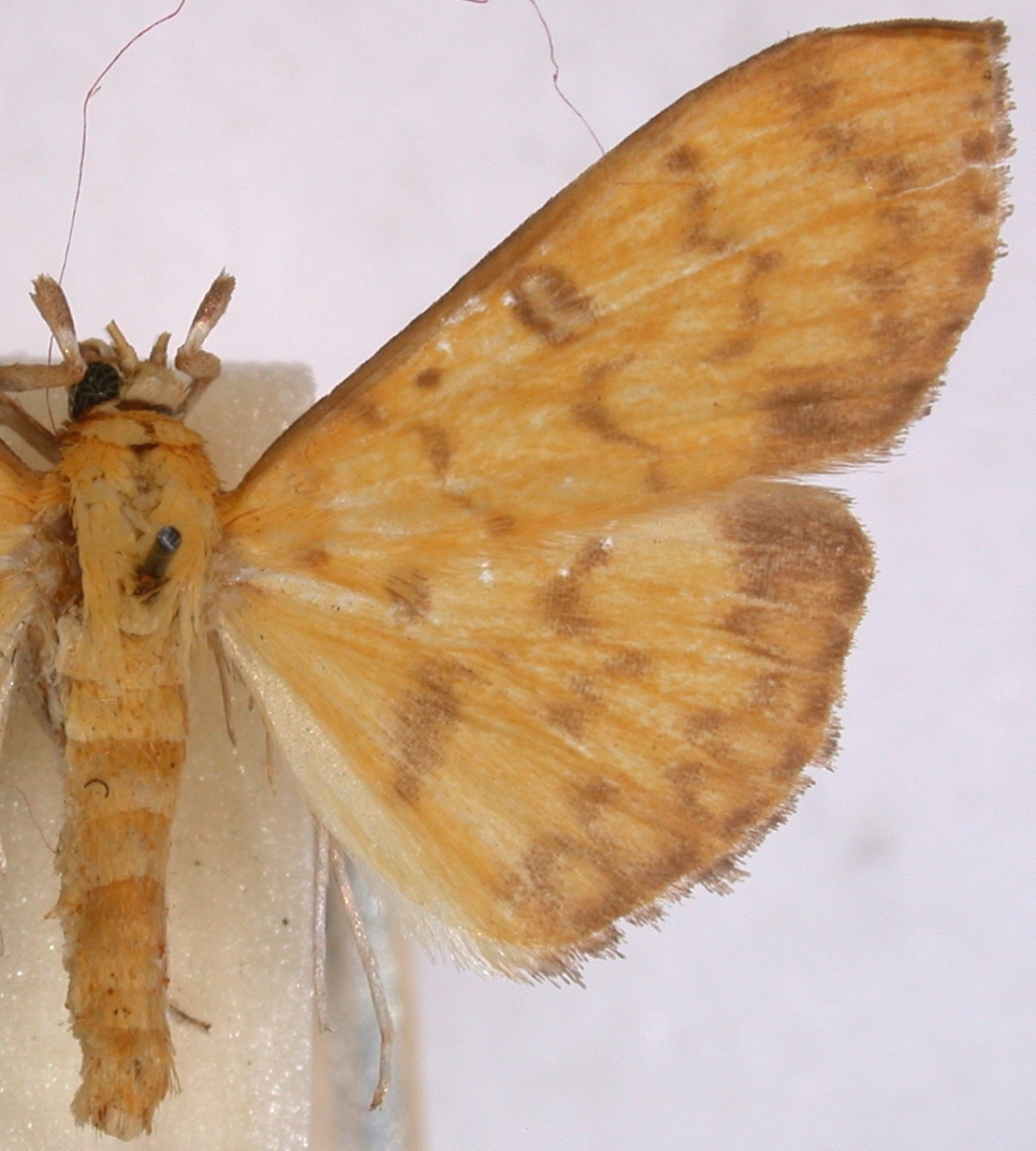 Botyodes sp. 3