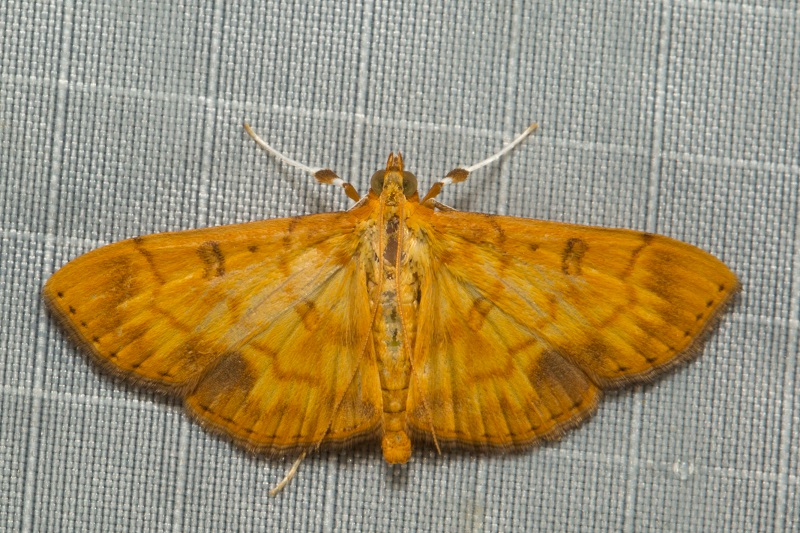 Botyodes sp. 4