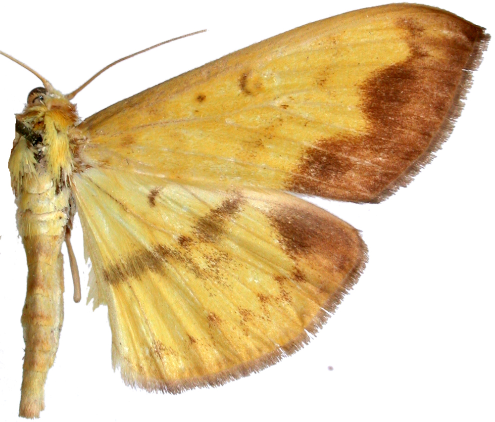 Botyodes borneensis Munroe