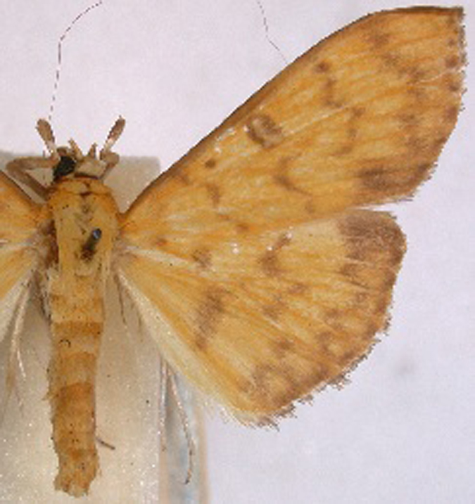 Botyodes sp. 1