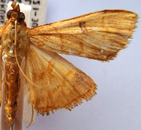 Botyodes sp. 2