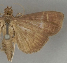 Coptobasis ogoalis Walker
