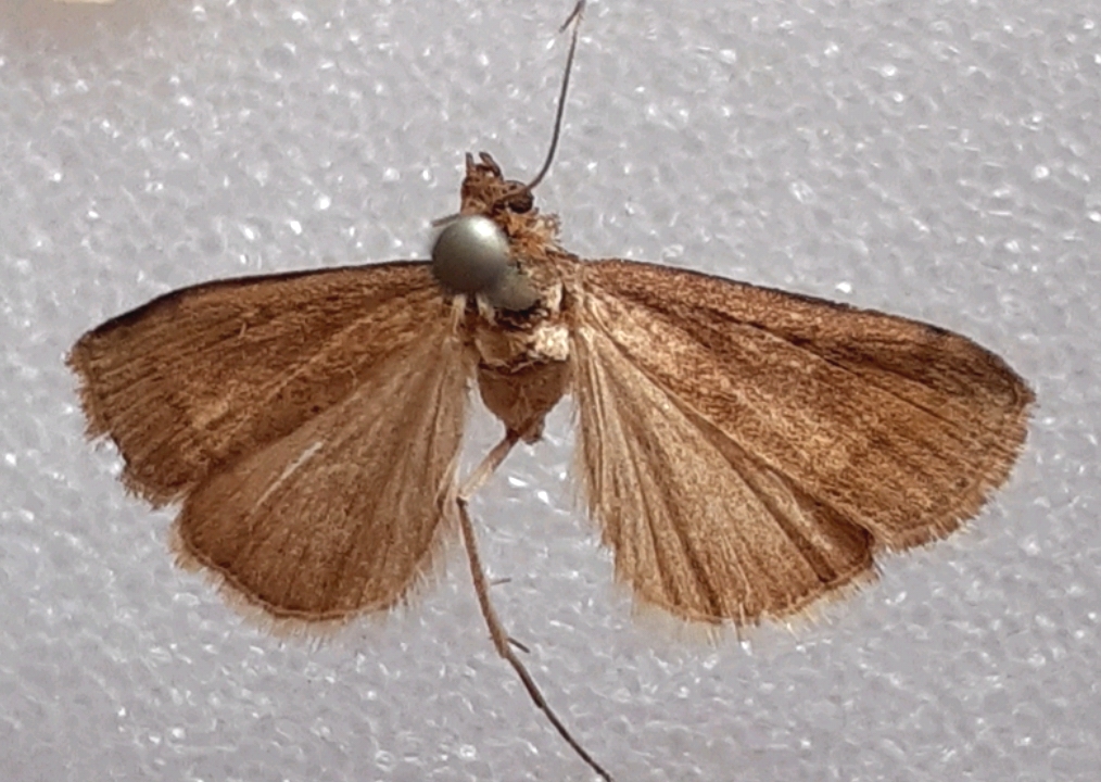 Pyrausta theialis Walker