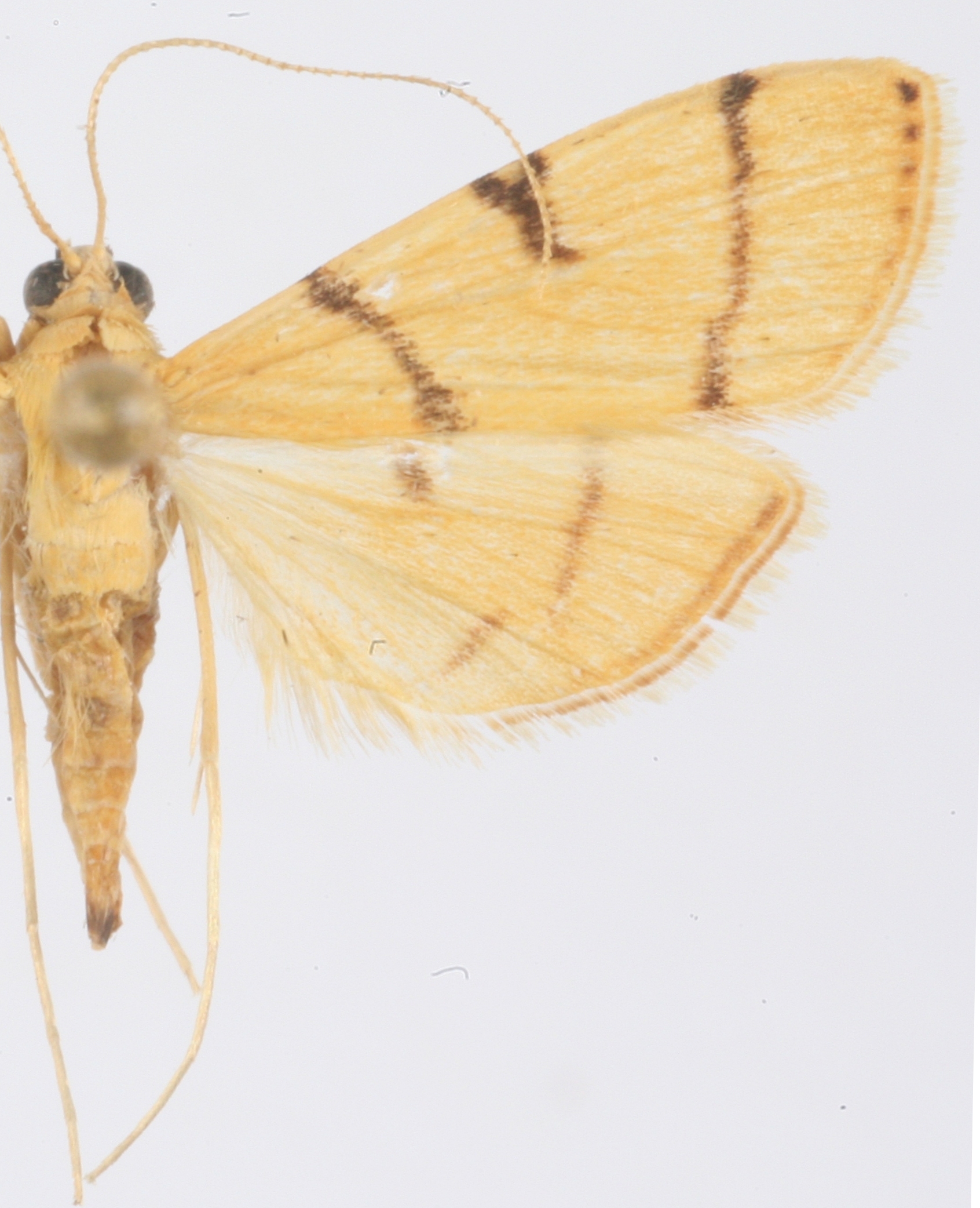 Bradina aurata Butler
