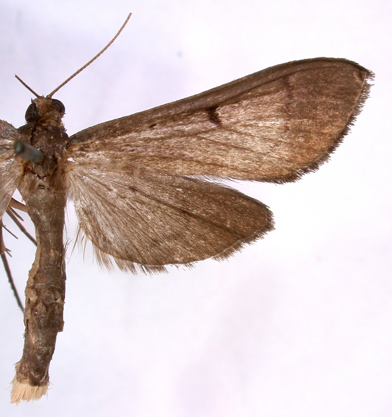 Bradina melanoperas Hampson