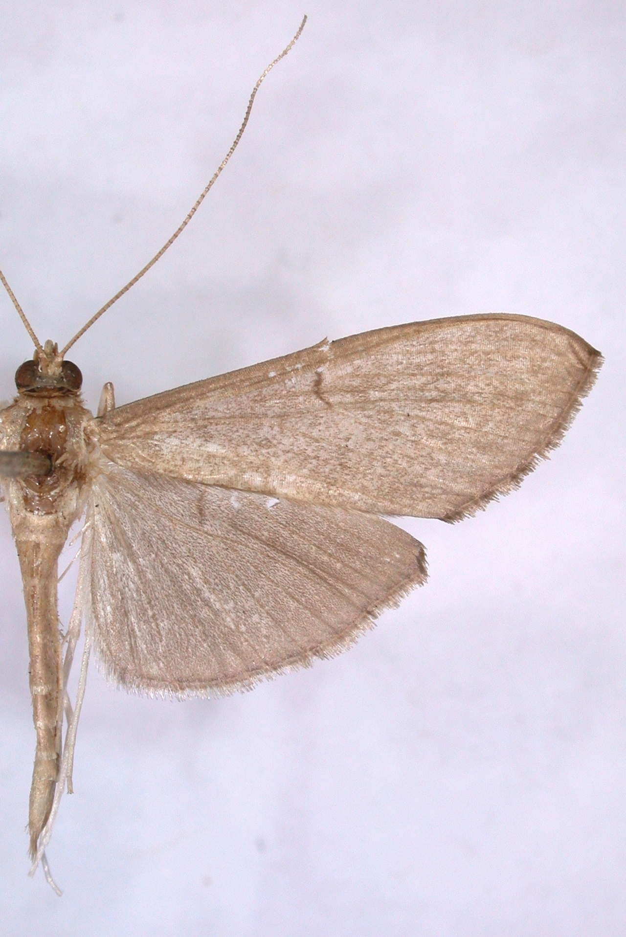 Bradina sp. 8