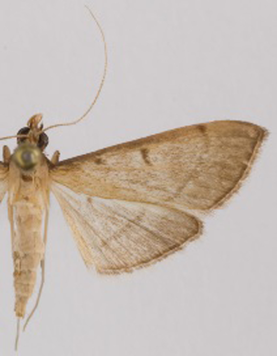 Bradina sp. 1