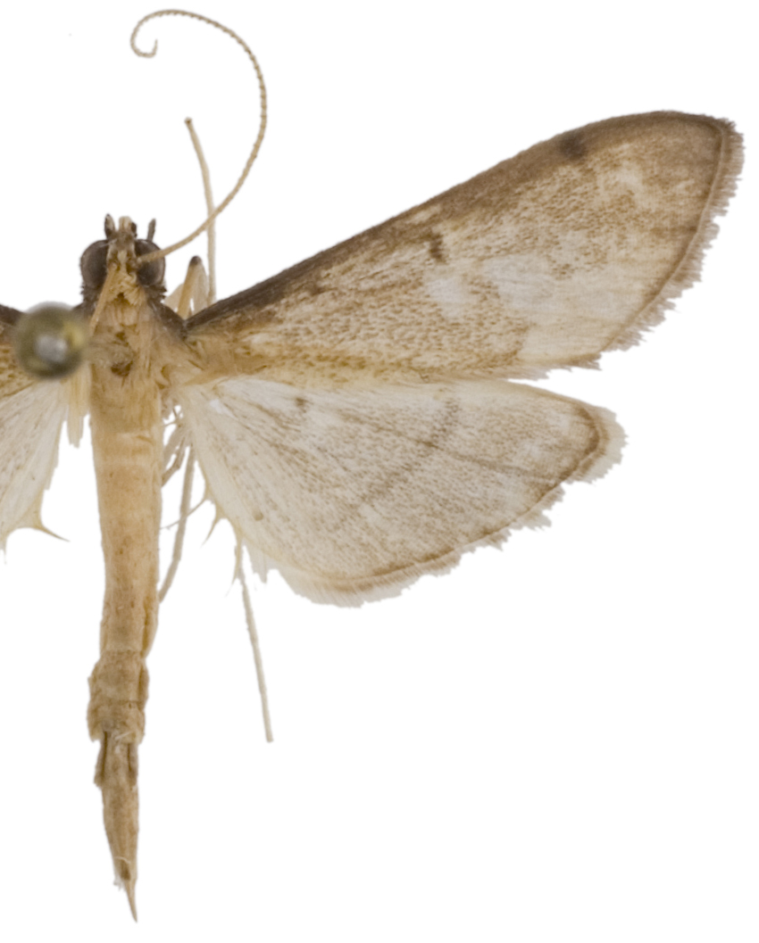 Bradina sp. 2