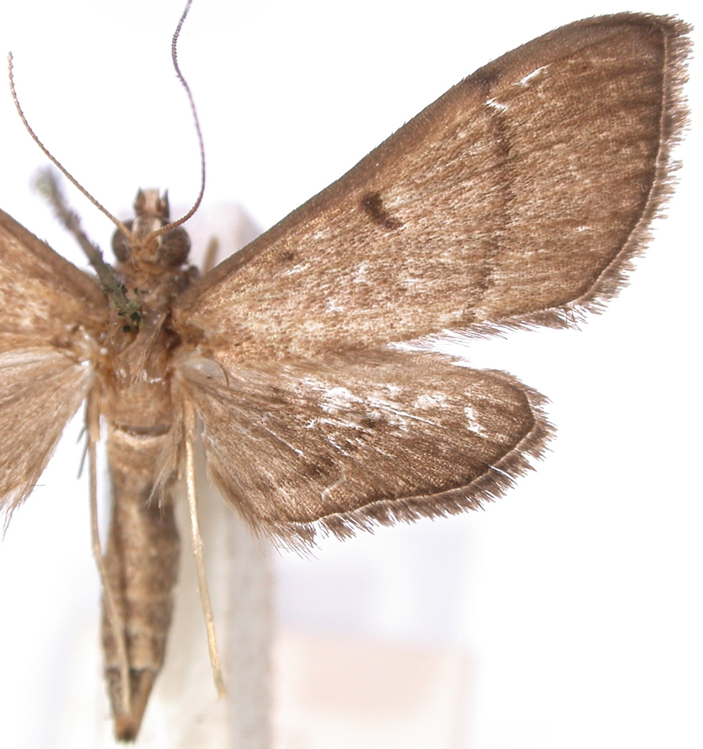 Bradina sp. 3