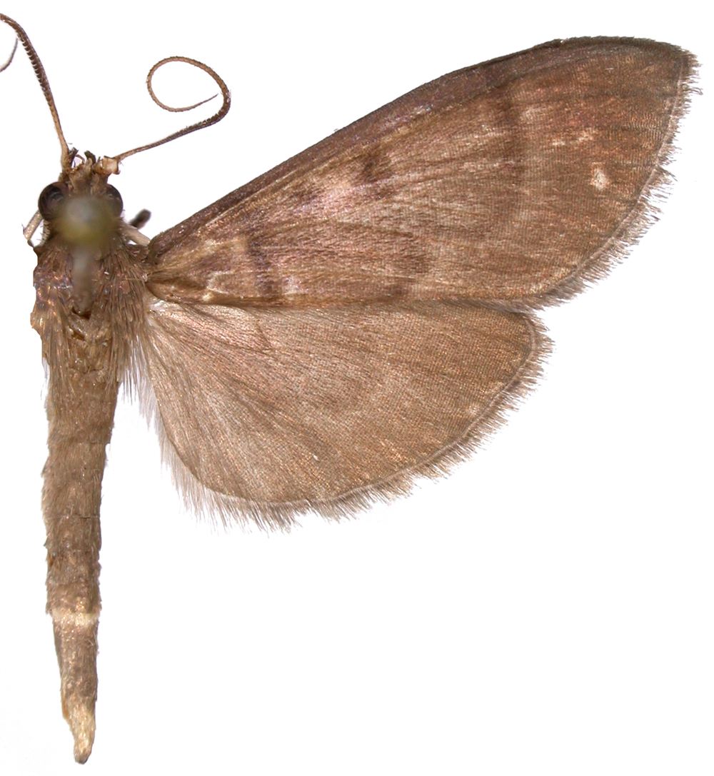 Bradina sp. 4