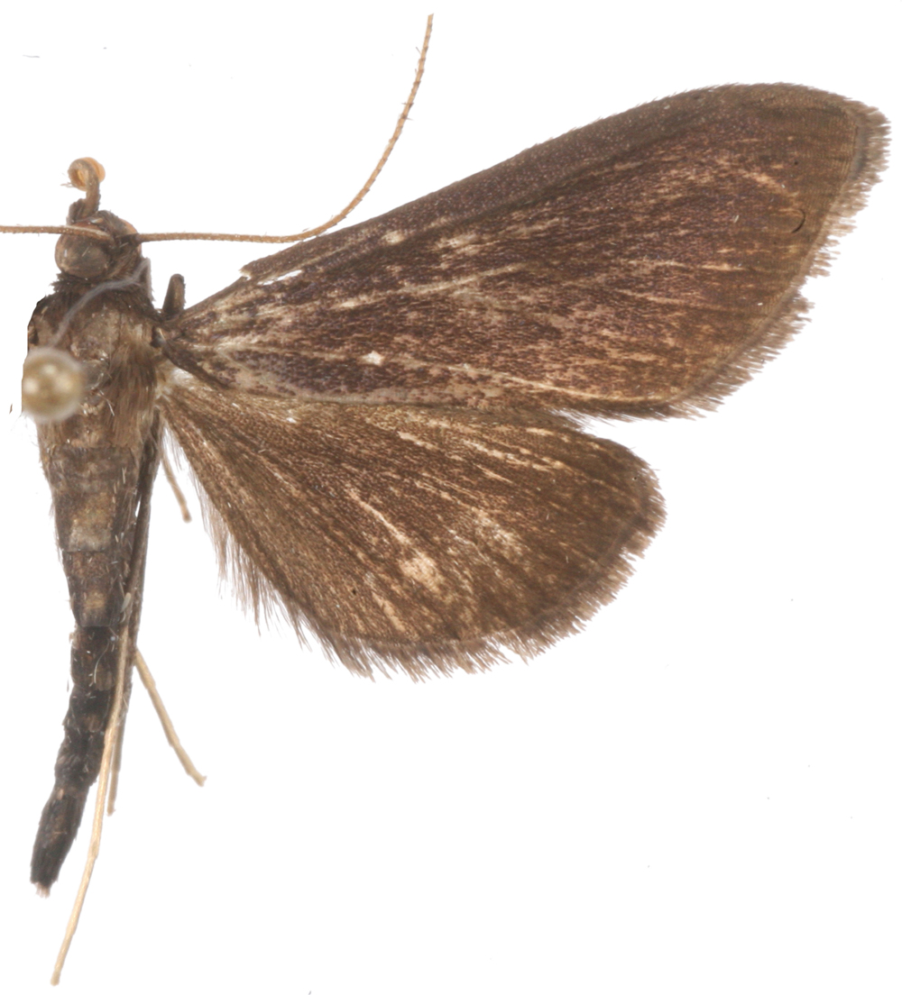 Bradina sp. 5