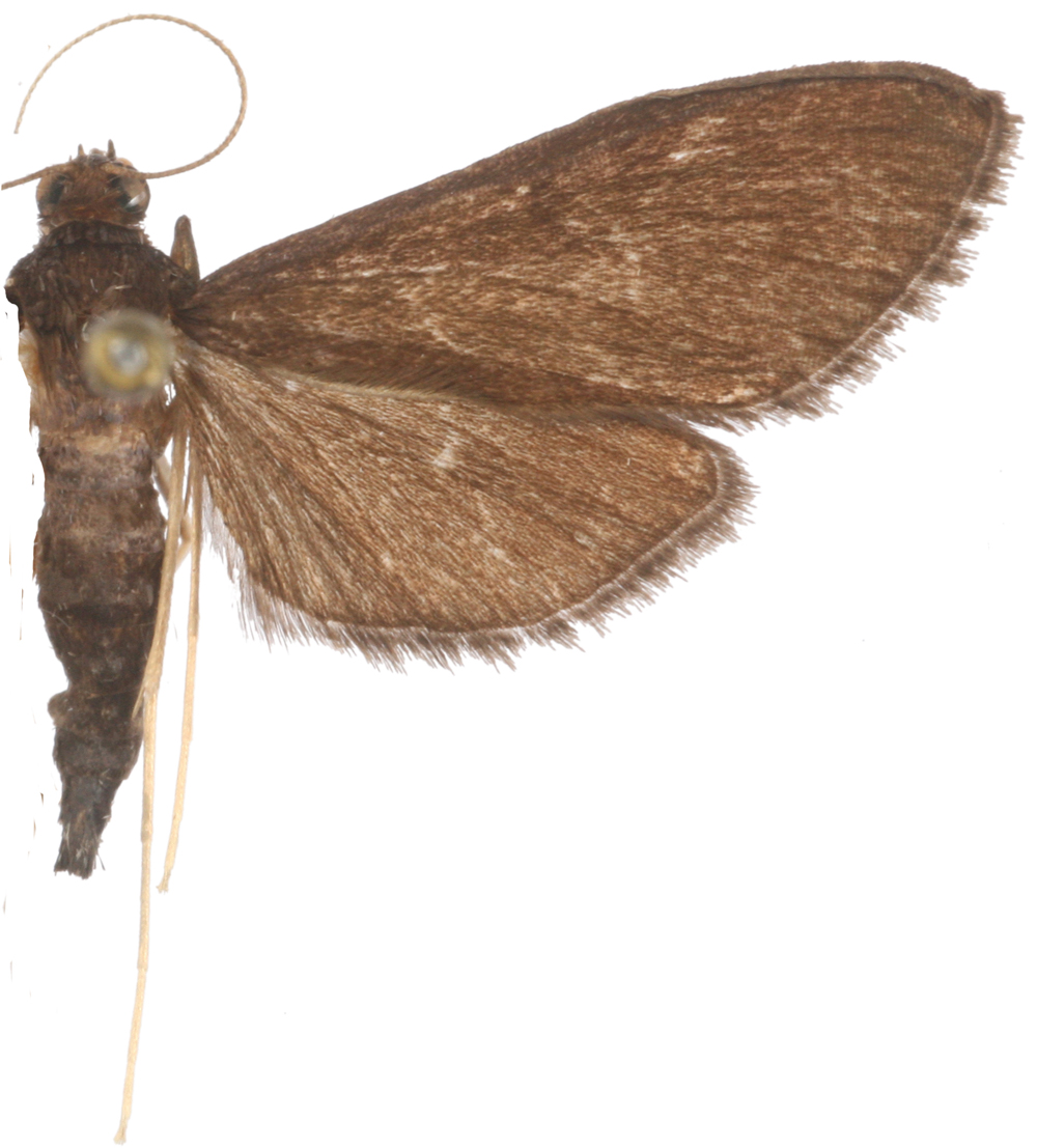 Bradina sp. 6