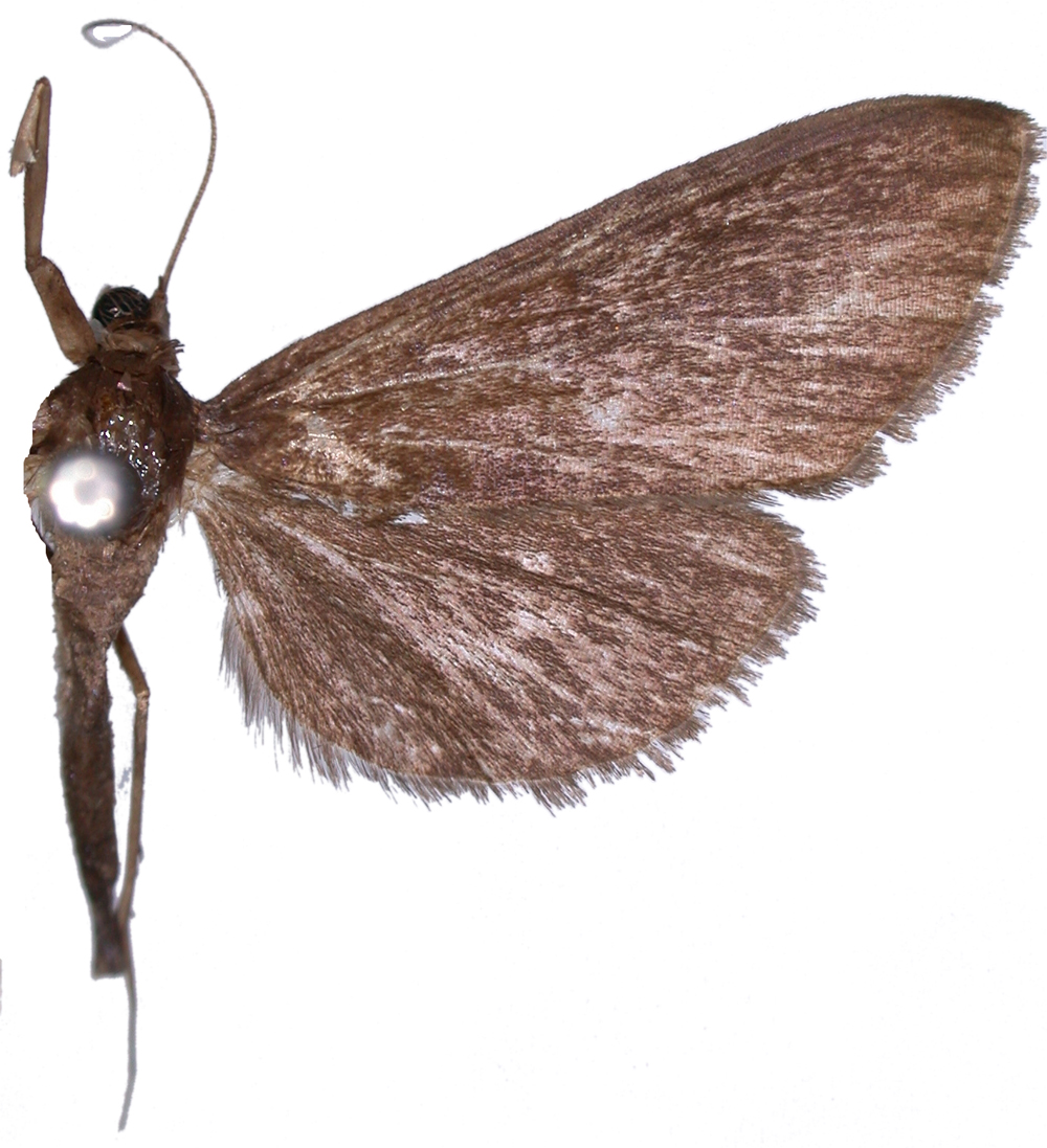 Bradina sp. 7