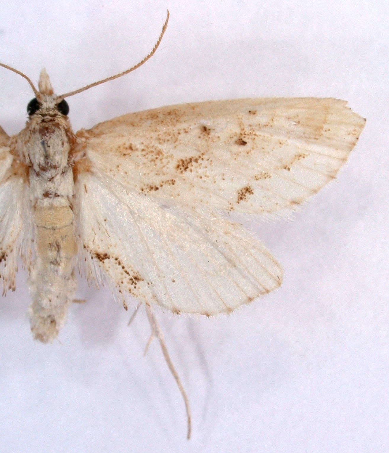 "Burathema" sp. 1