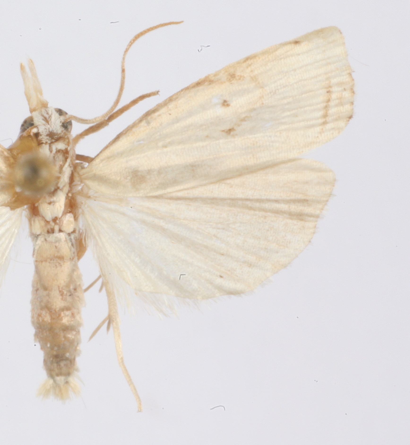 Calamotropha obliterans Walker