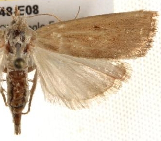 Calamotropha paludella Hübner