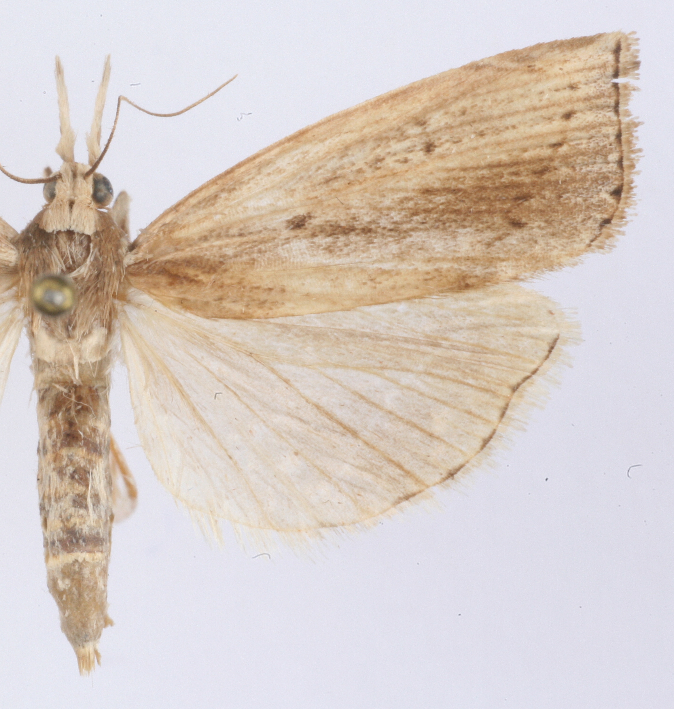 Calamotropha sp. 5