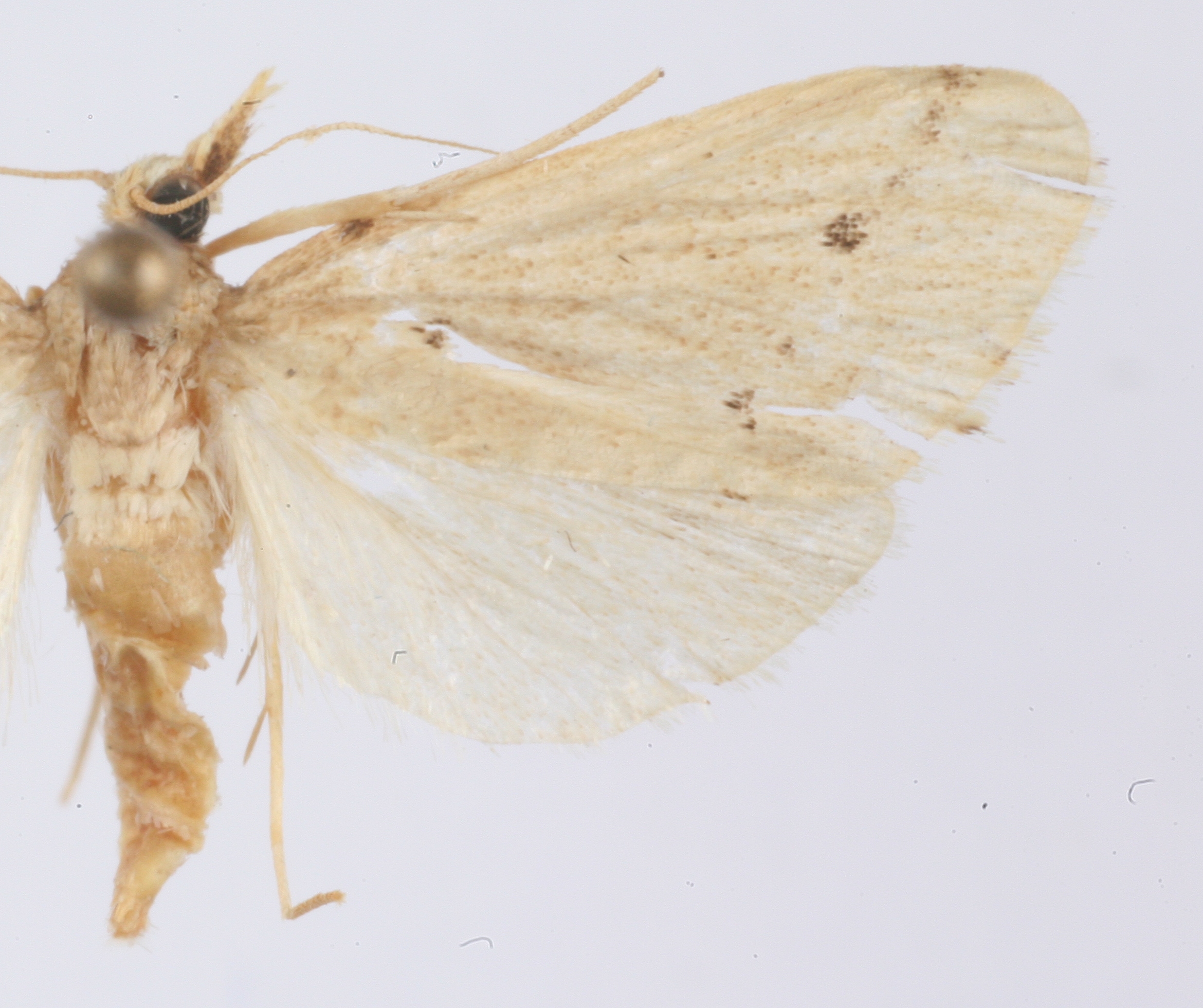 Calamotropha sp. 6