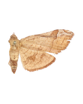 Calindoea sp. 15