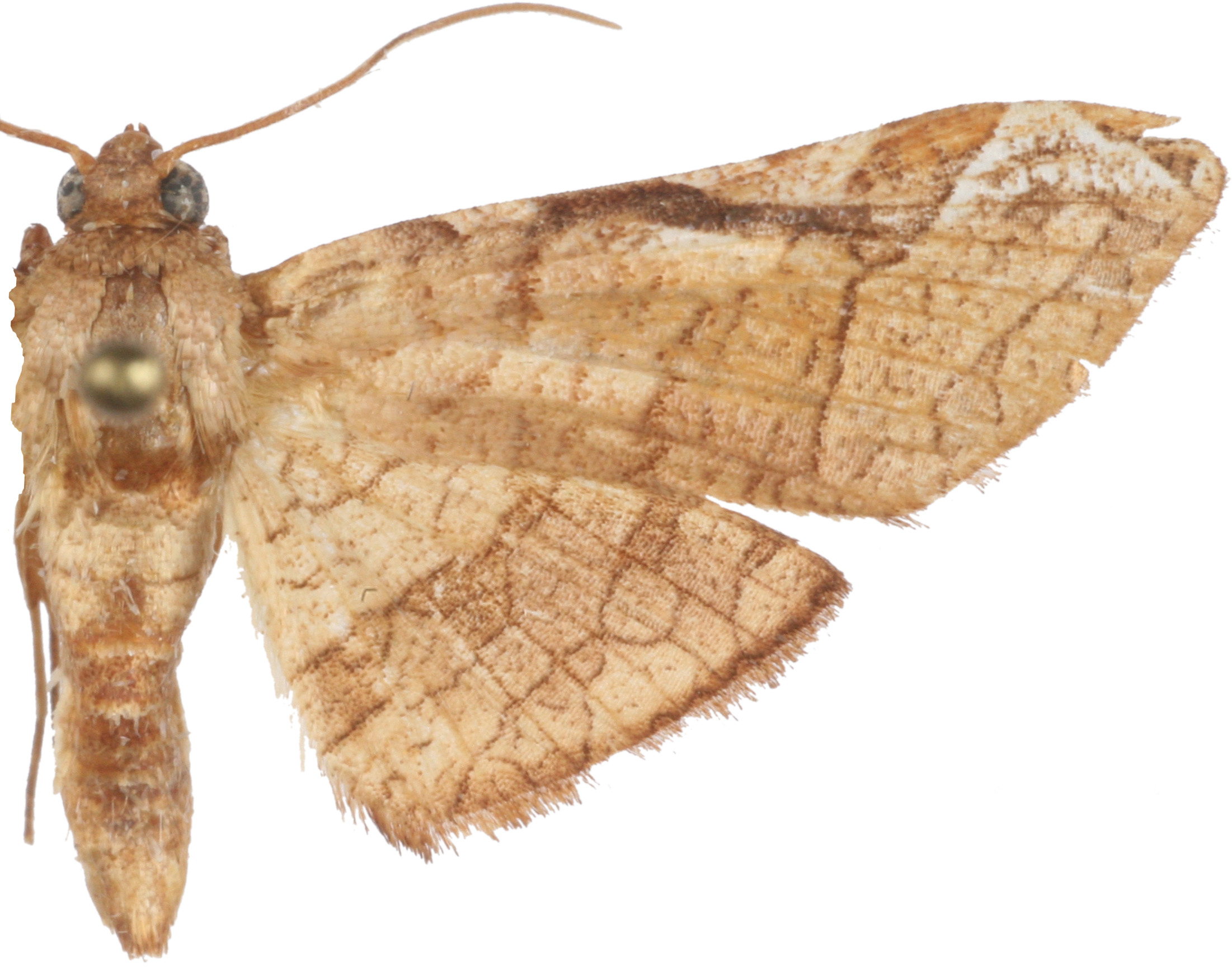 Calindoea sp. 16