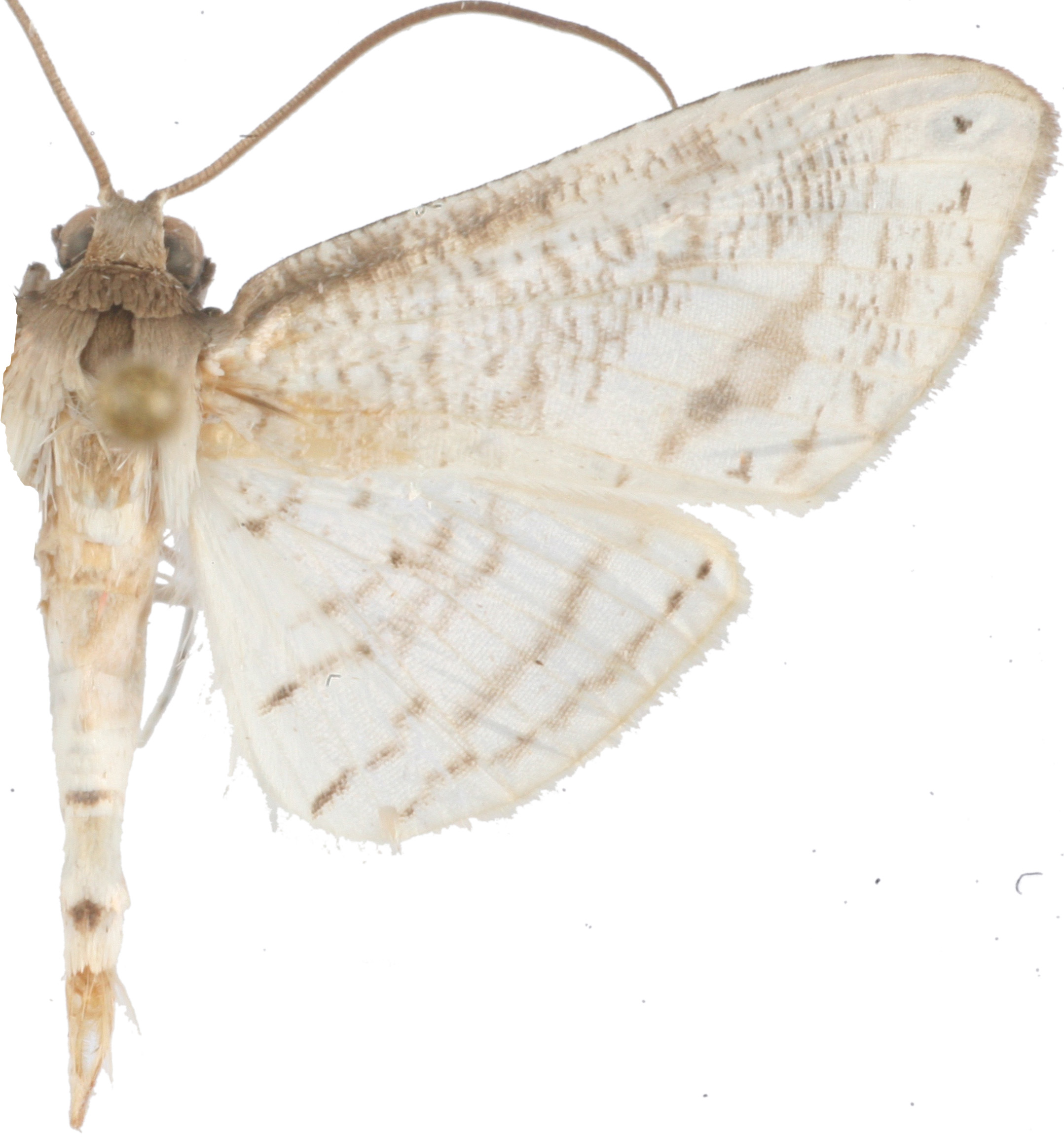Calindoea anticalis Walker