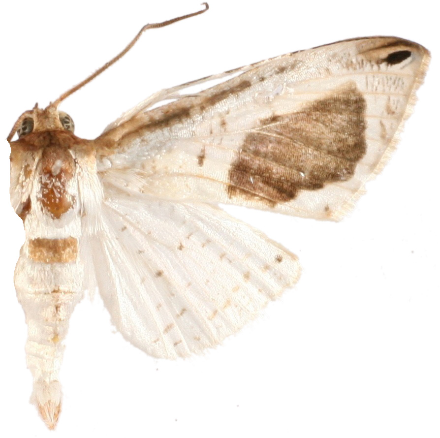 Calindoea argentalis Walker
