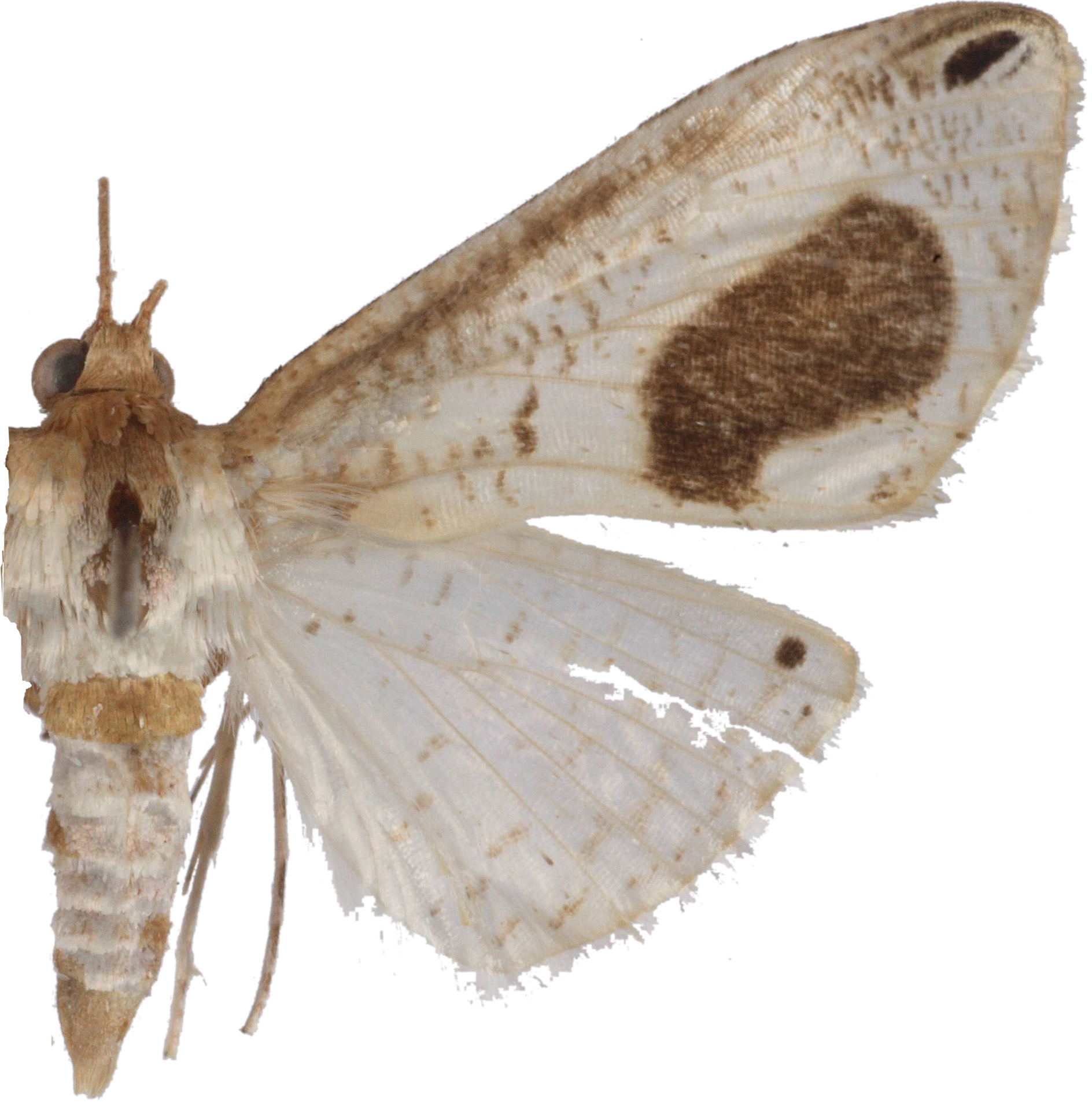 Calindoea argentalis Walker specimen plate