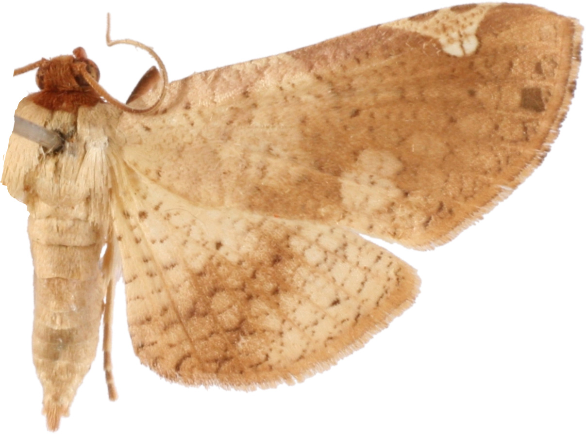 Calindoea atripunctalis Walker