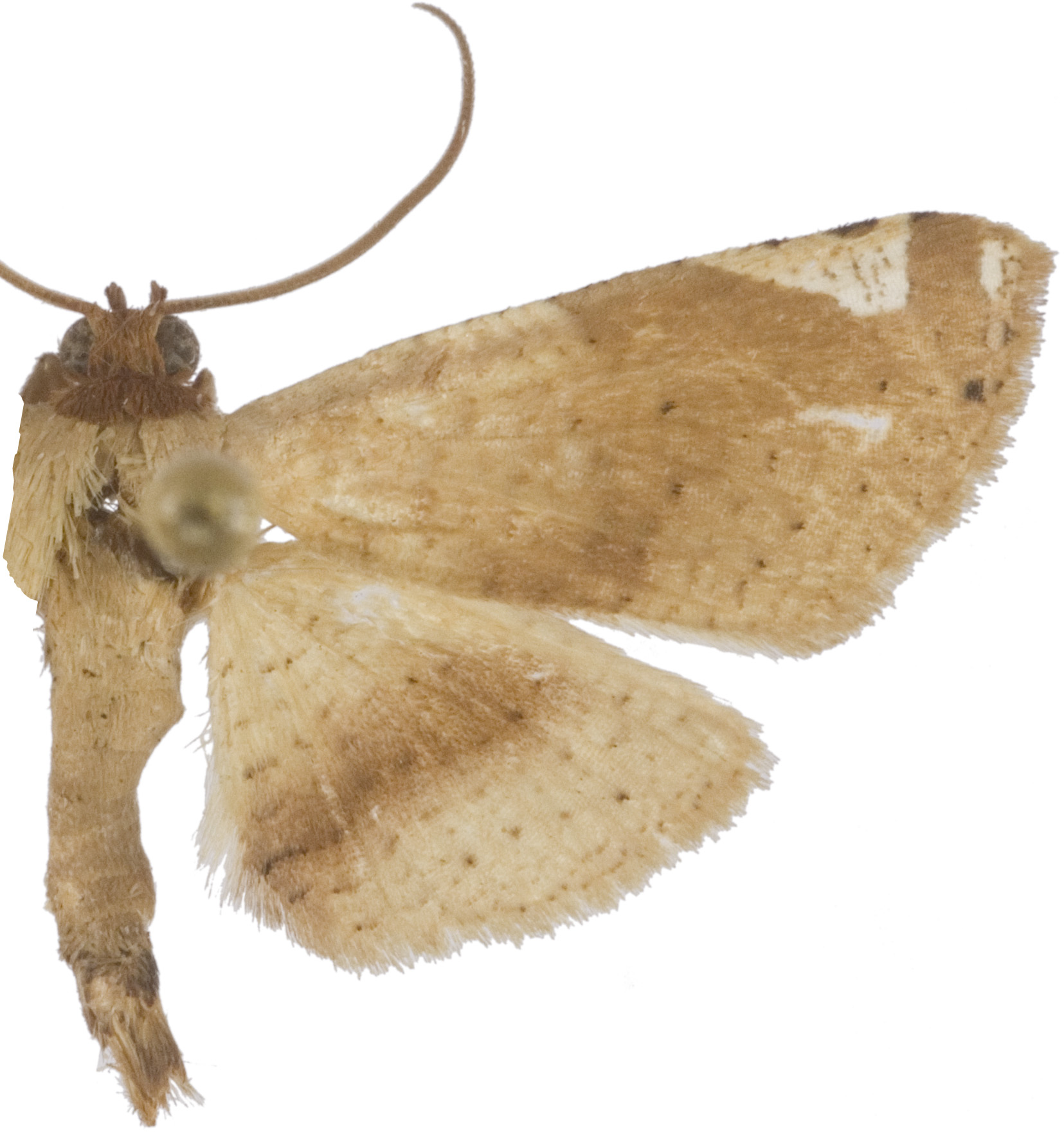 Calindoea comparalis Warren