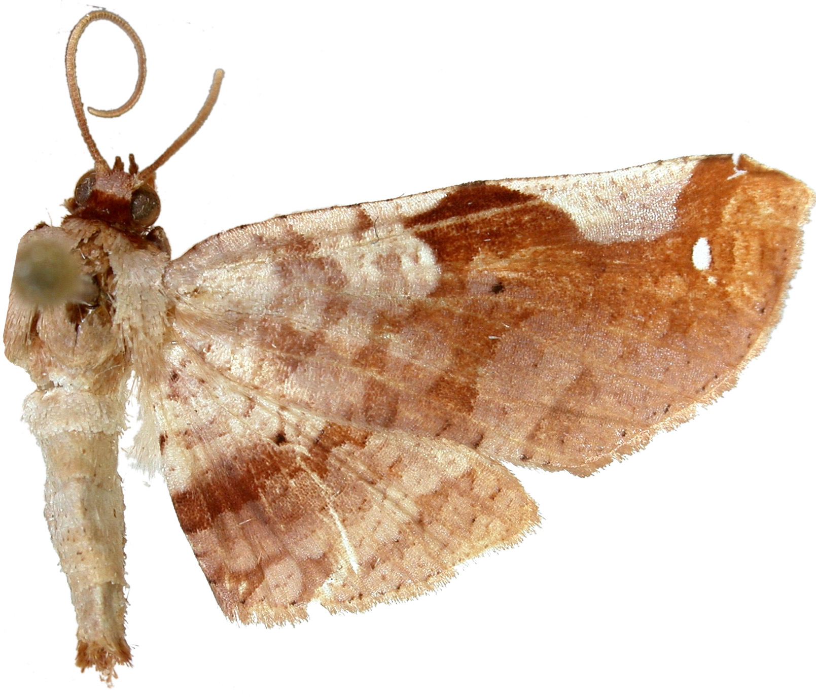 Calindoea corticina Pagenstecher