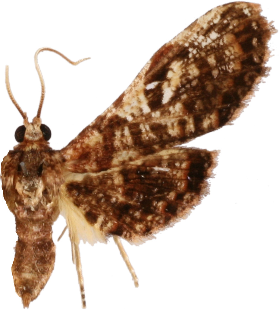 Calindoea cumulalis Walker