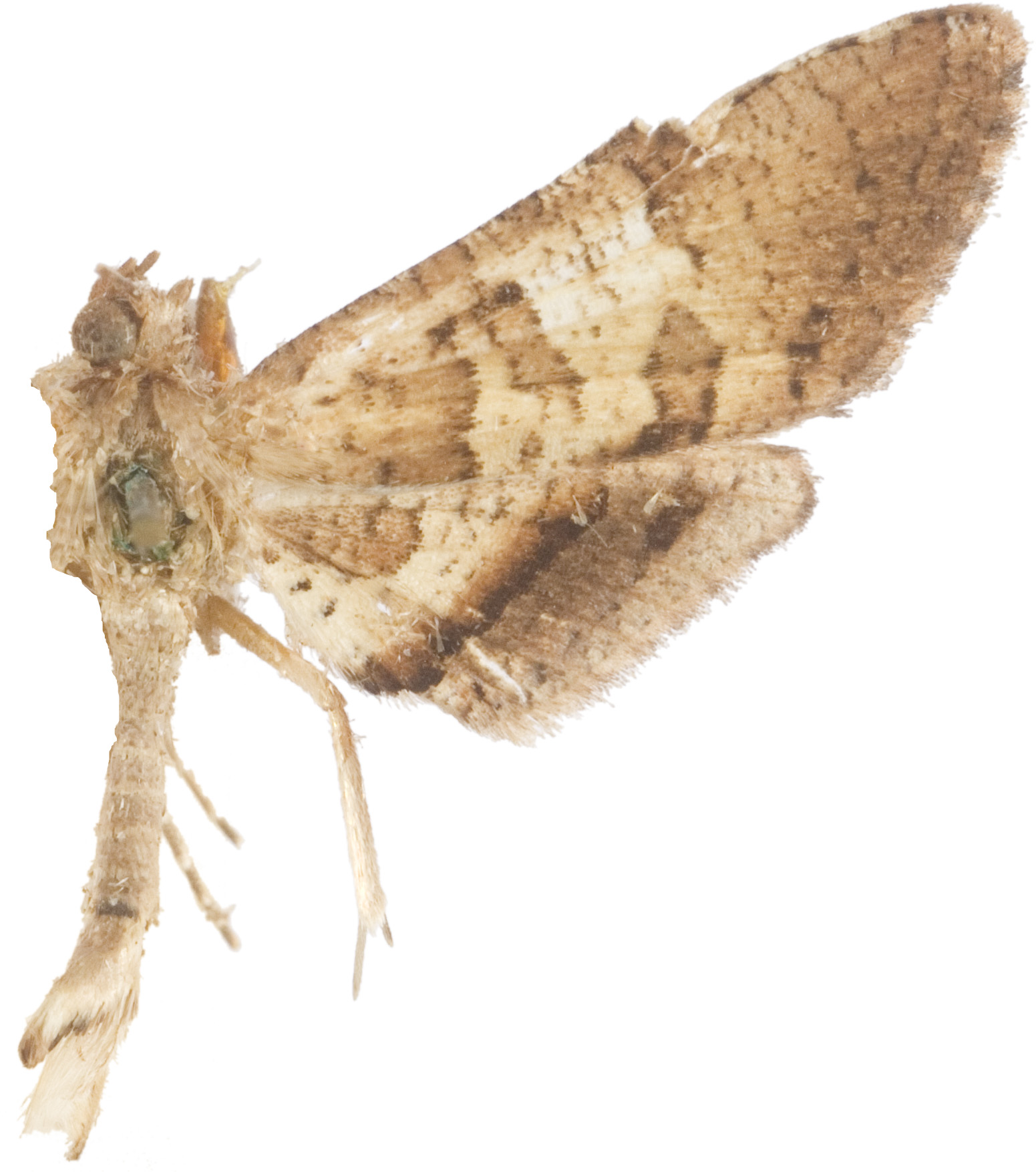Calindoea dorilusalis Walker